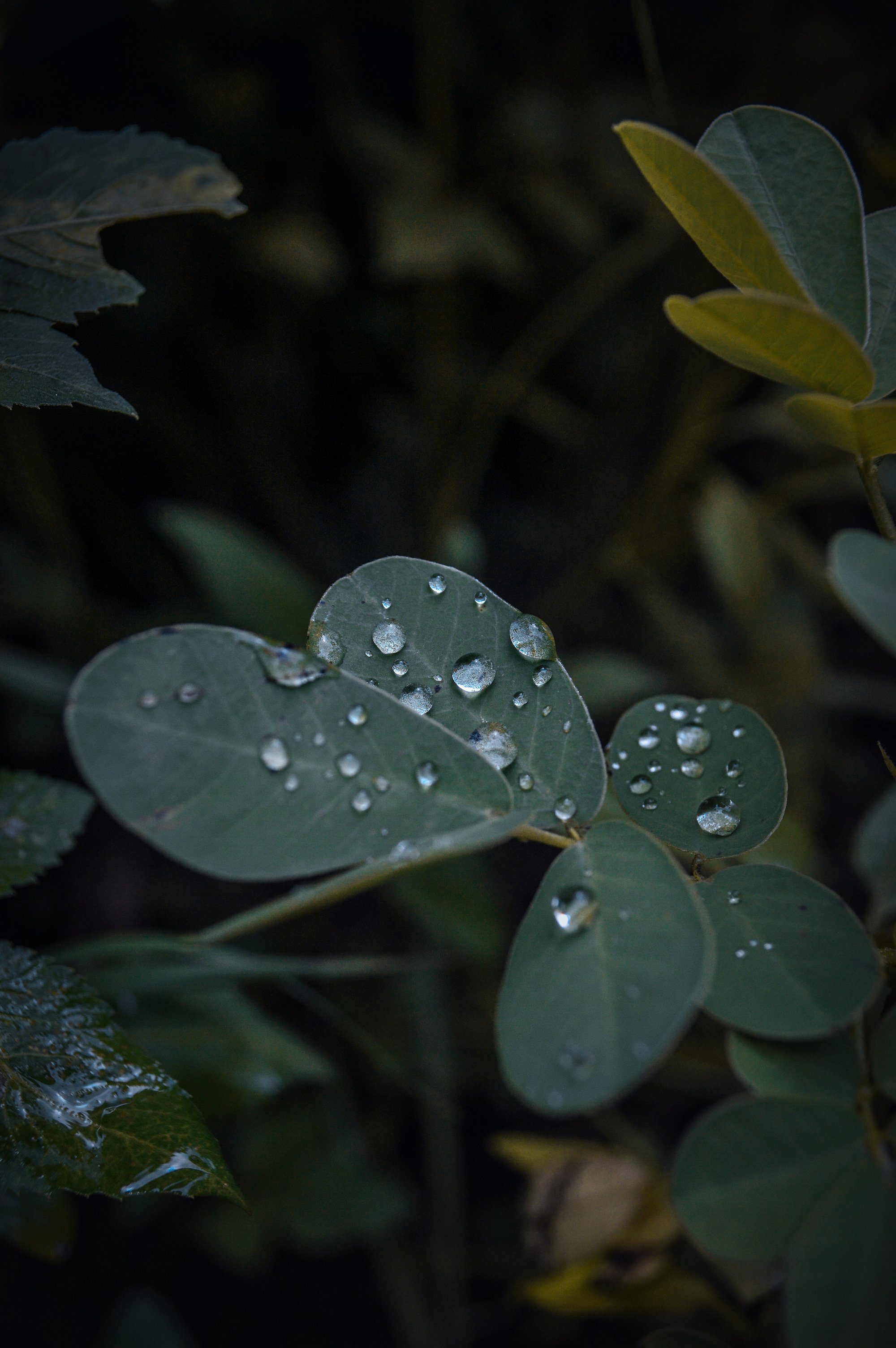 Water Drops On Green Leaves