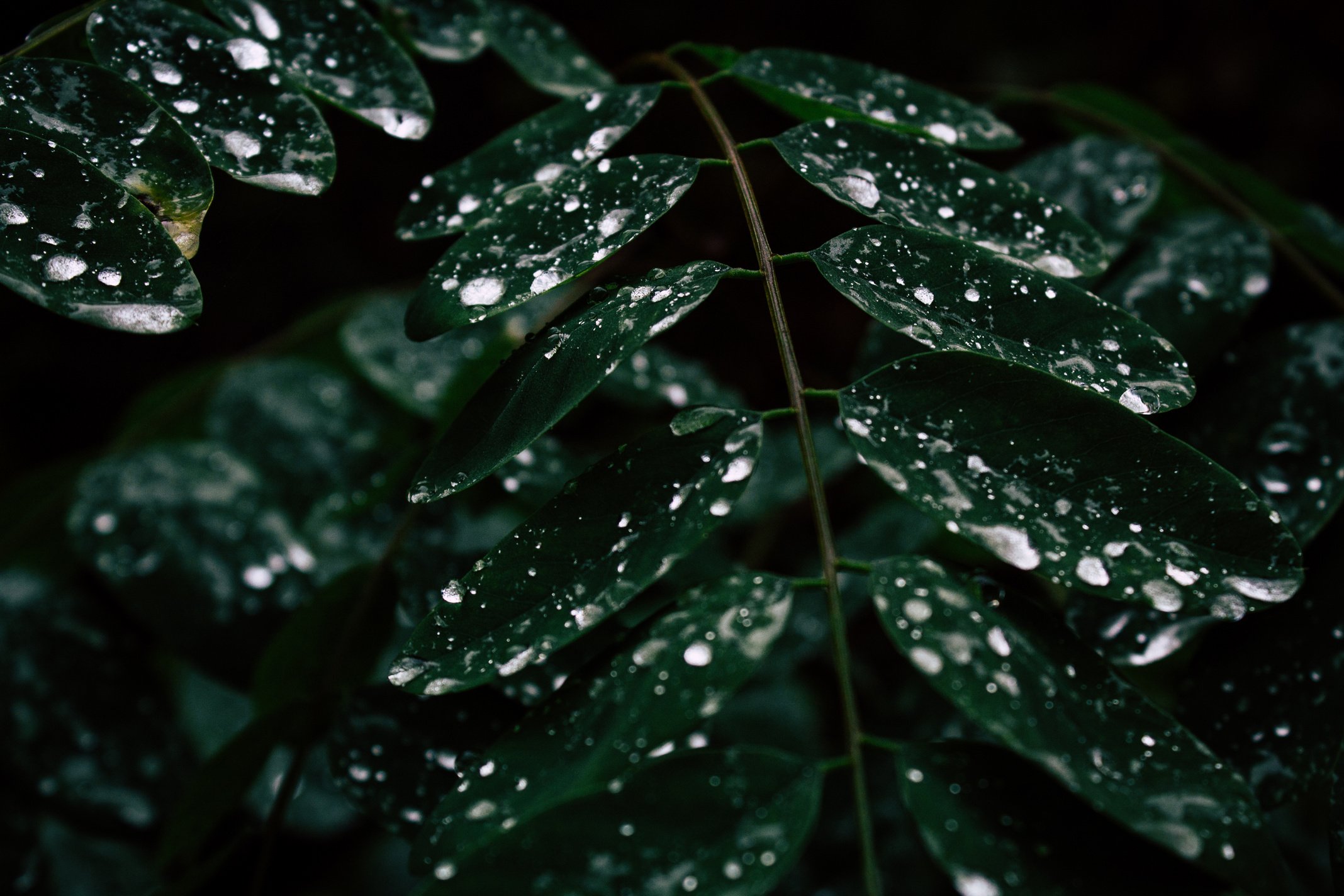 Water Dew on Leaves